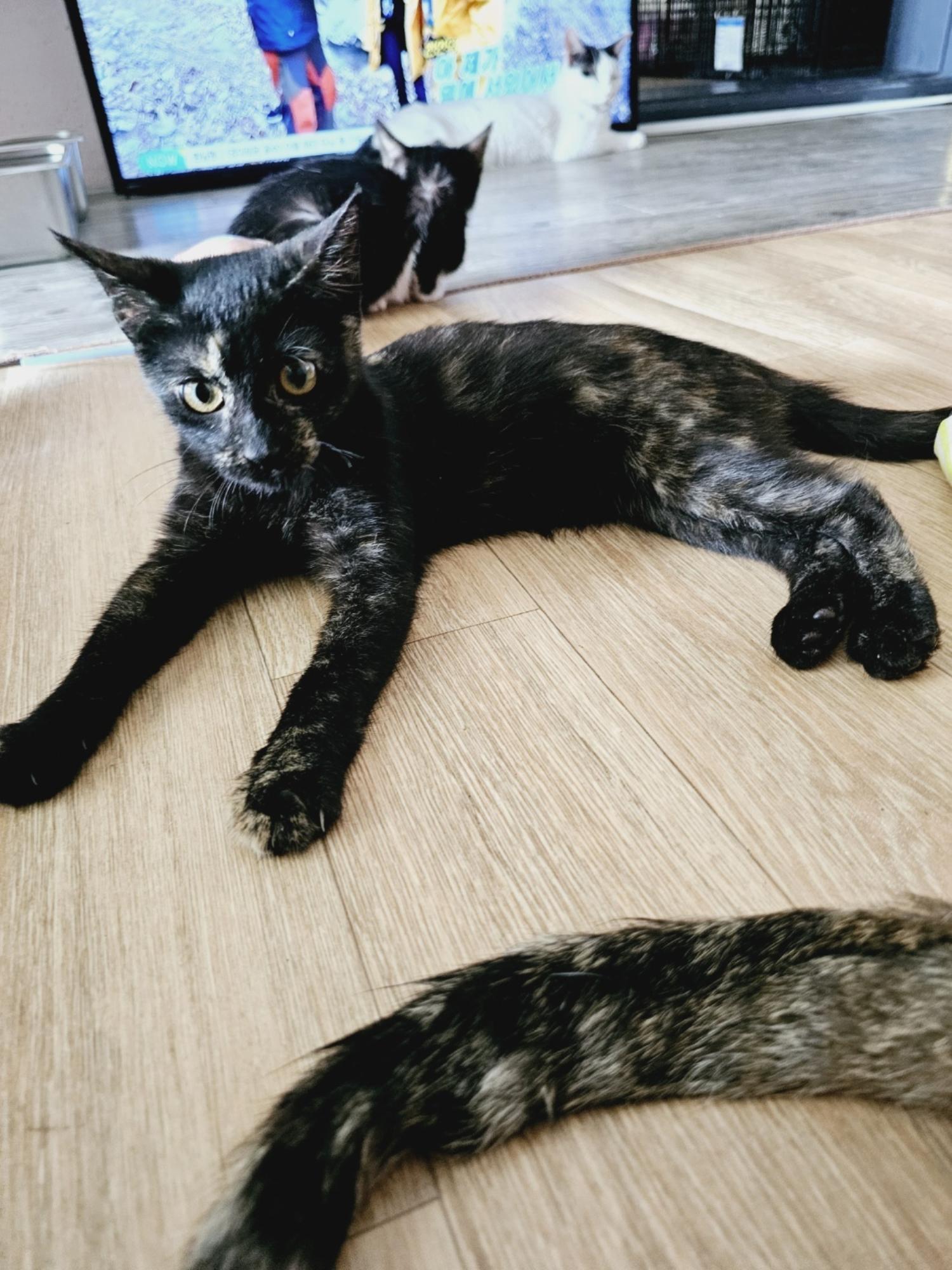 보호중 한국 고양이…