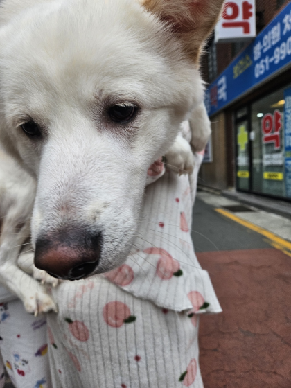 종료(자연사) 믹스…