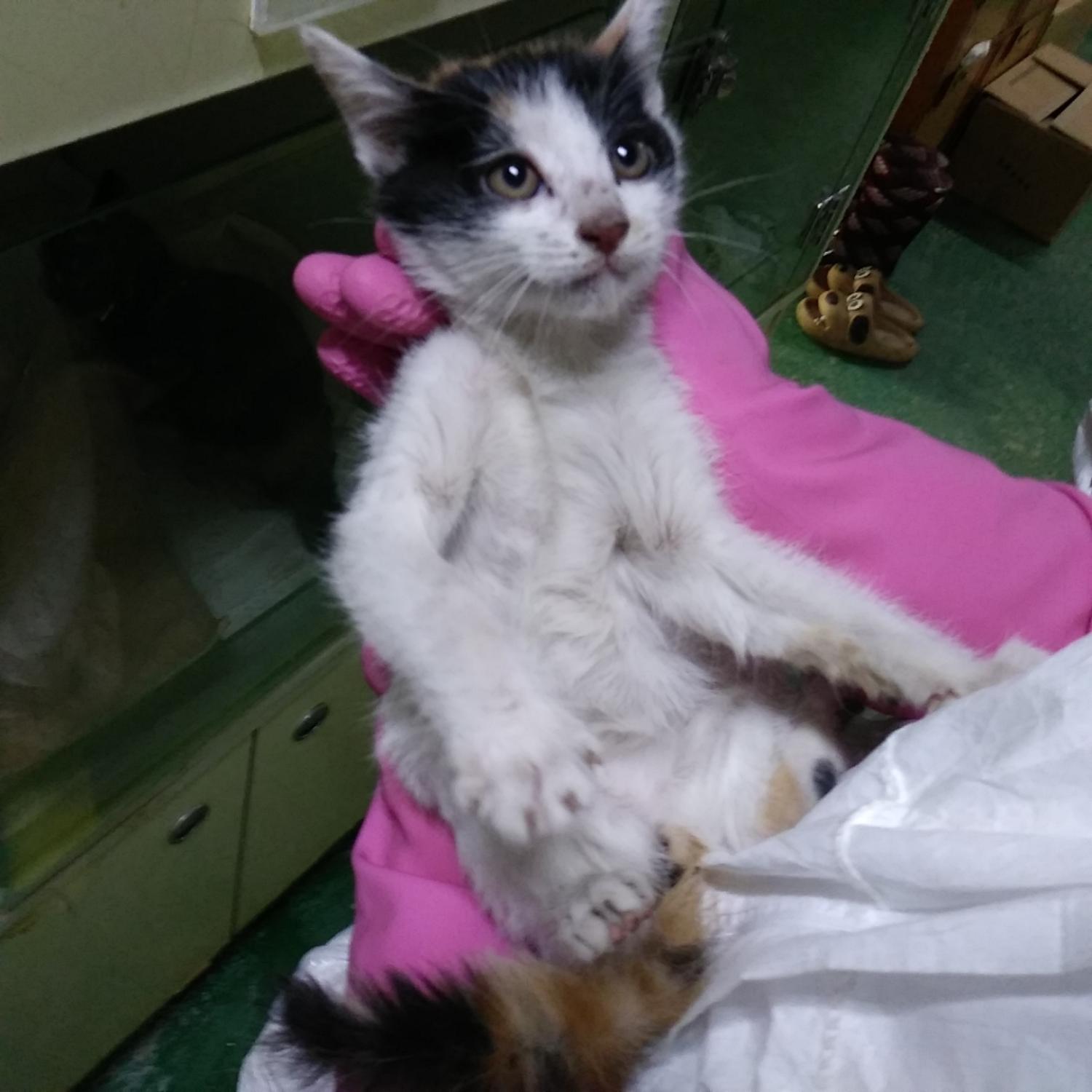 종료(자연사) 한국…