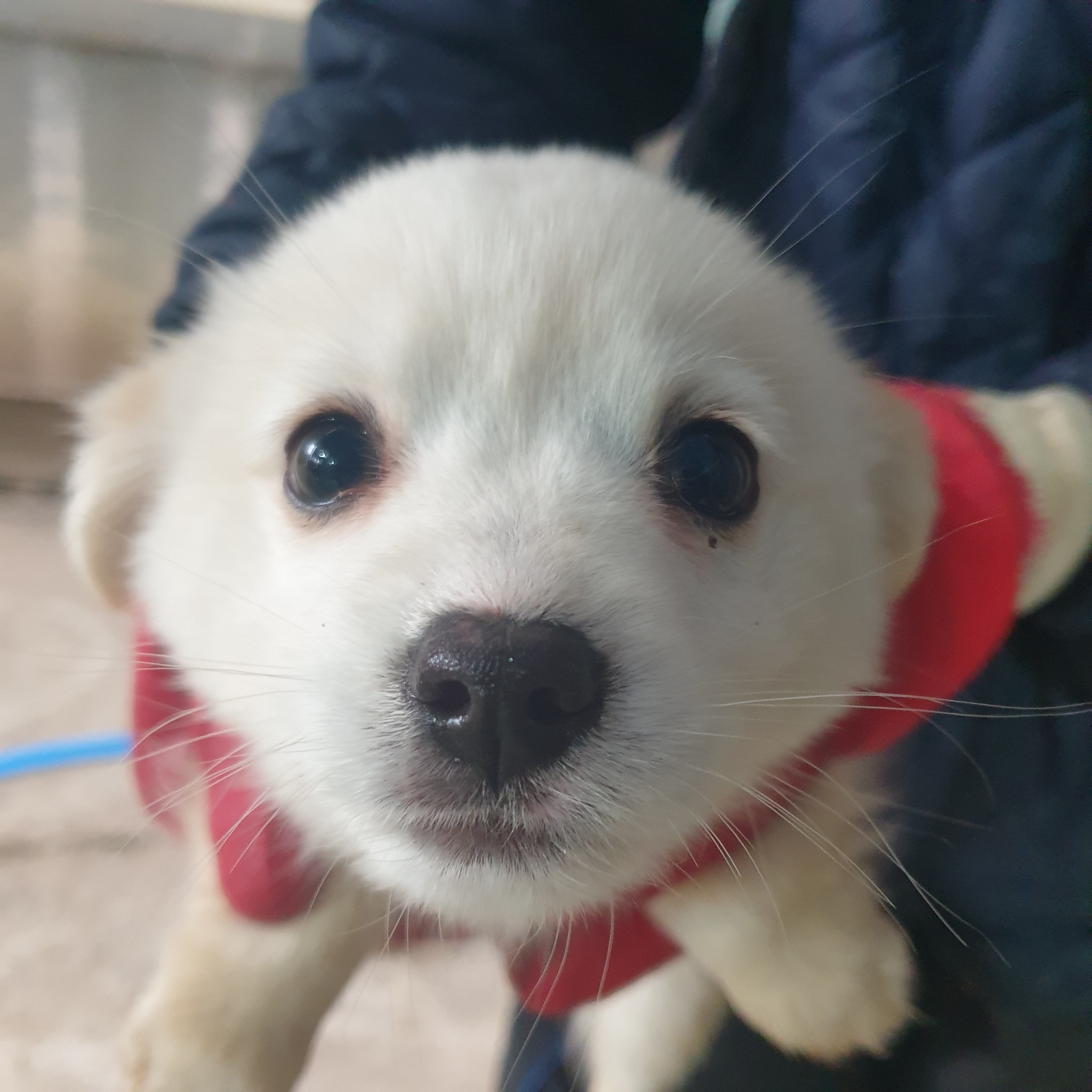 종료(자연사) 믹스…