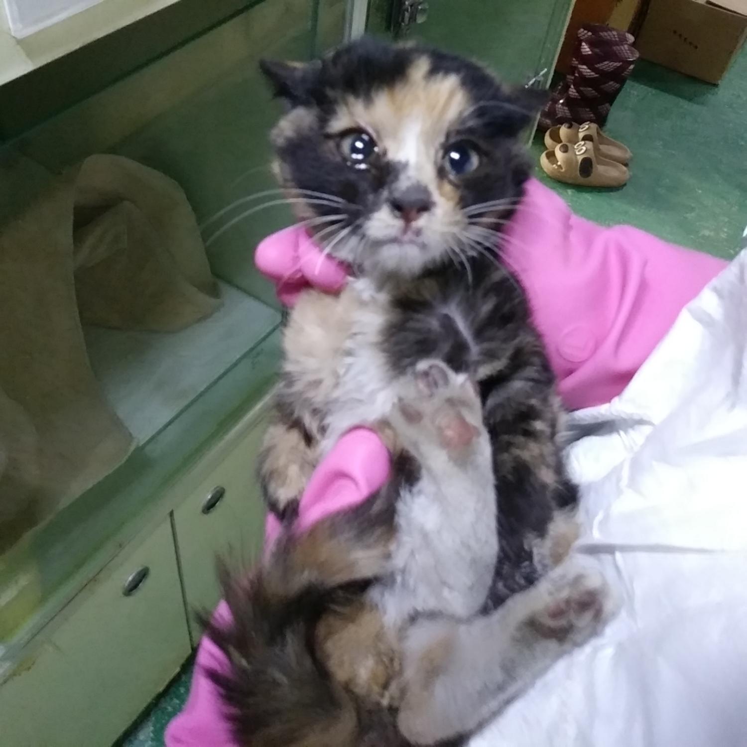 인천광역시수의사회_428352202300571
