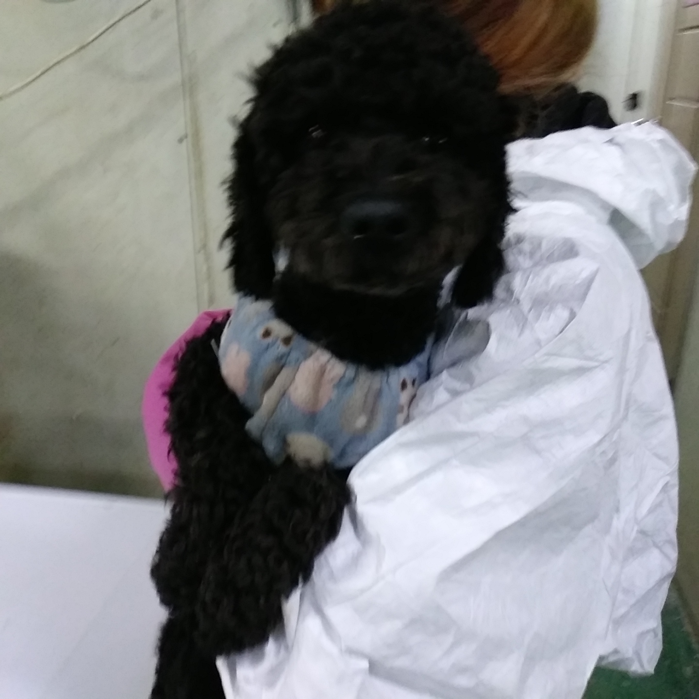 인천광역시수의사회_428353202301321