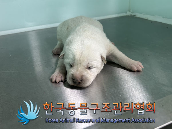 종료(자연사) 믹스…