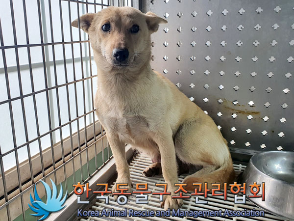 종료(안락사) 믹스…