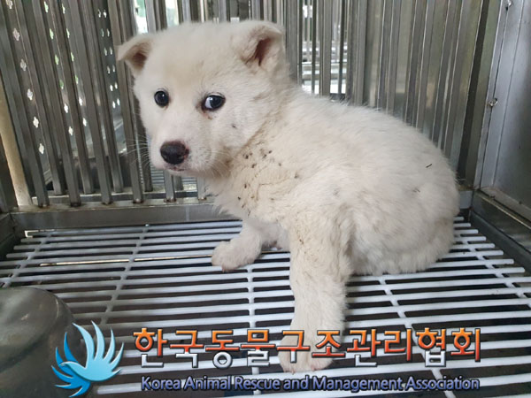 종료(안락사) 믹스…