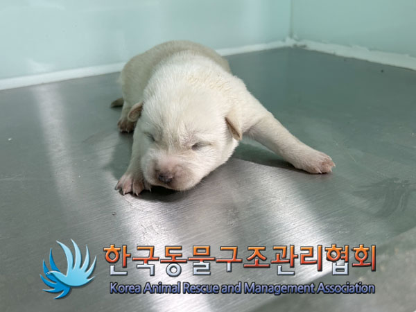 종료(자연사) 믹스…