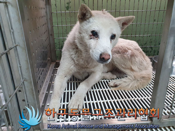 한국동물구조관리협회_441559202301363