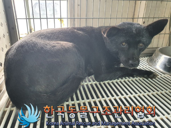 한국동물구조관리협회_441406202302081