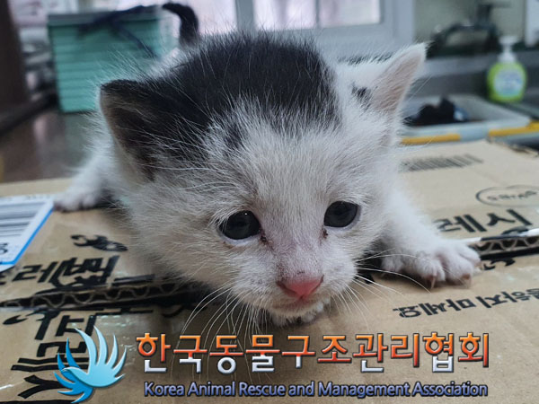 종료(입양) 한국 …