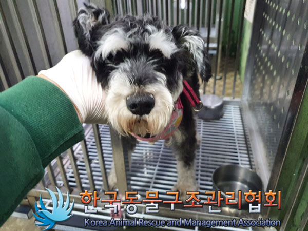 종료(입양) 슈나우…