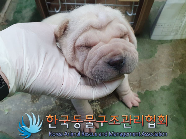 종료(안락사) 샤페…