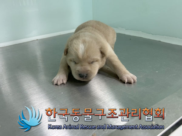 한국동물구조관리협회_441409202302106