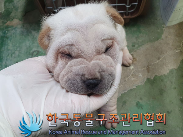 종료(안락사) 샤페…