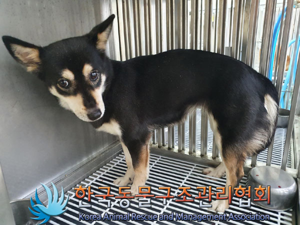 한국동물구조관리협회_441398202300521