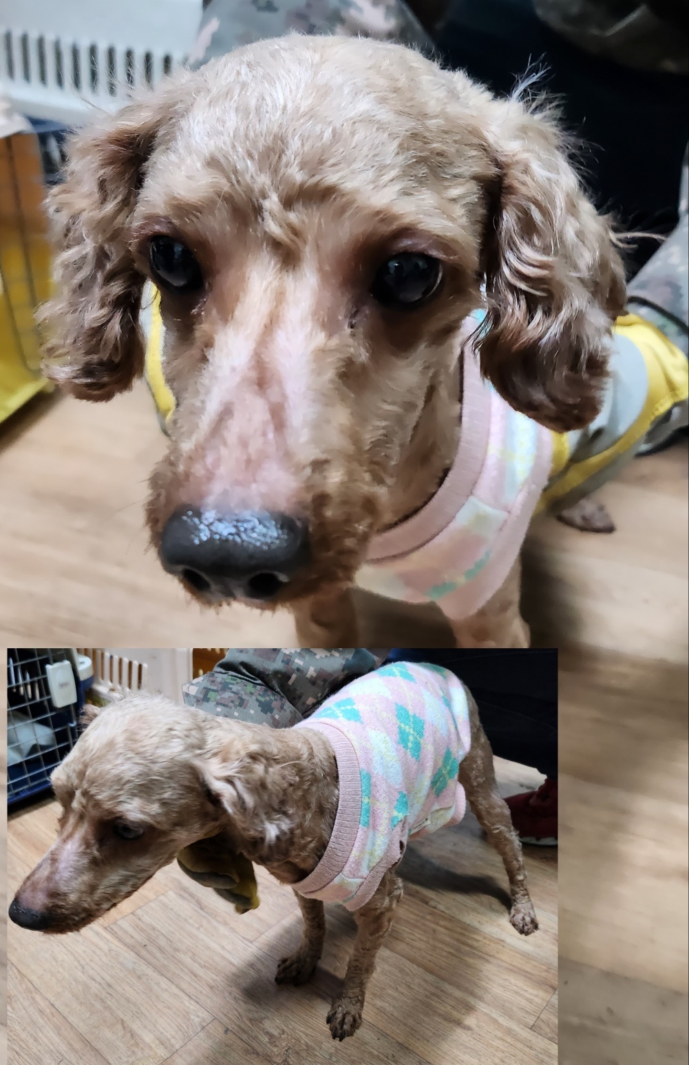평택시유기동물보호소_441391202303184