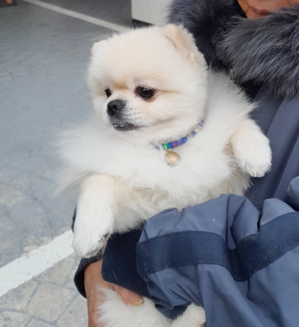 종료(반환) 포메라…