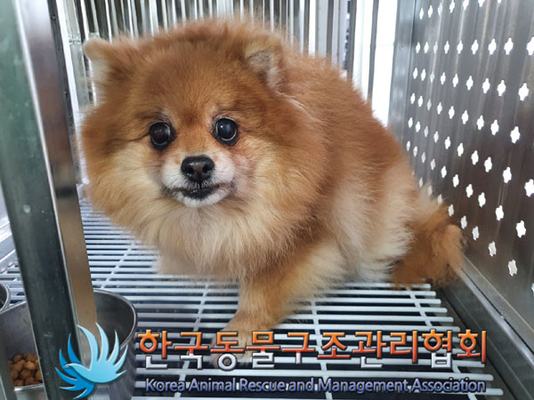 종료(반환) 포메라…