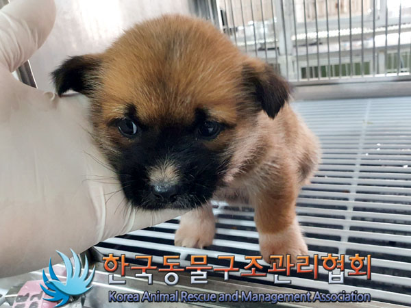 한국동물구조관리협회_441560202301957