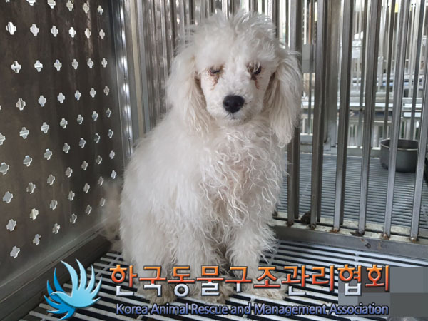 종료(입양) 푸들의…