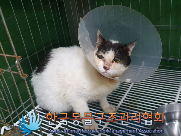 한국동물구조관리협회_441406202302080