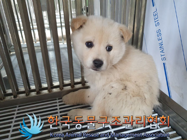 보호중 믹스견의 가…