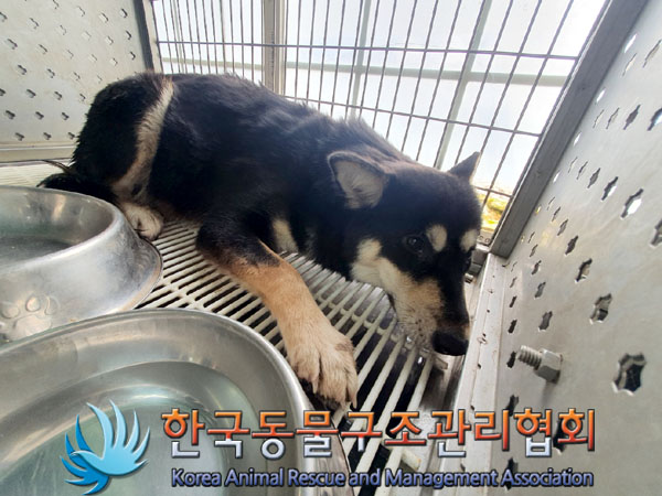 종료(안락사) 믹스…