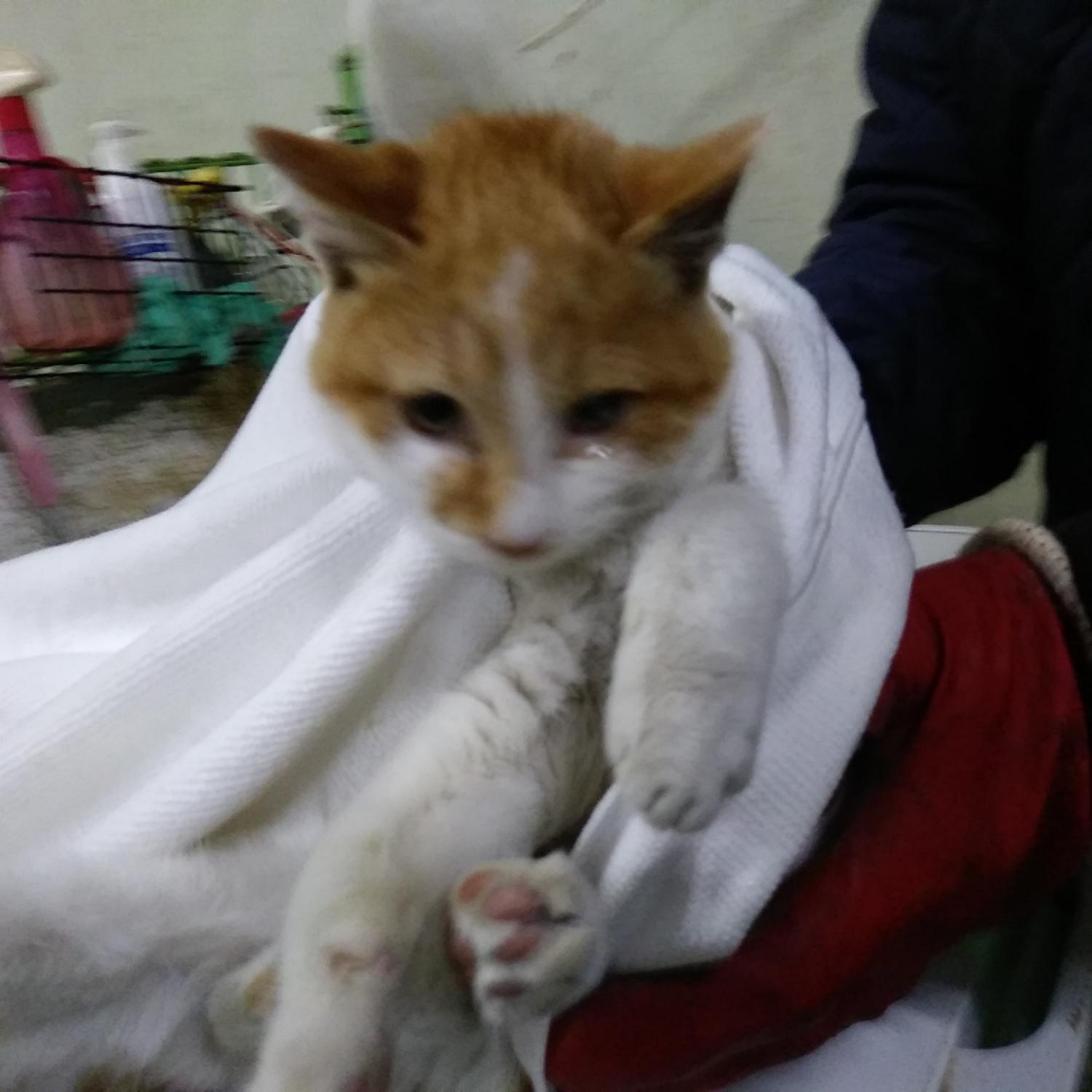 인천수의사회유기동물_428358202300282