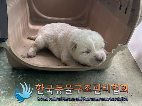 종료(자연사) 믹스…