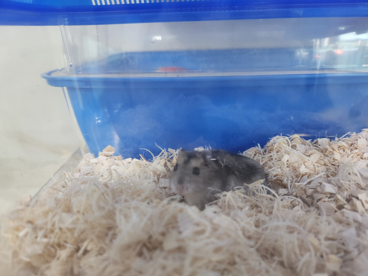 광주 동물보호소_429362202301150