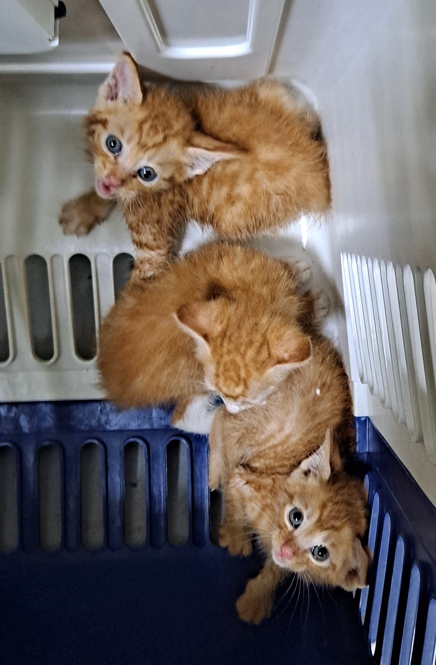 부산동물보호센터_426325202300599