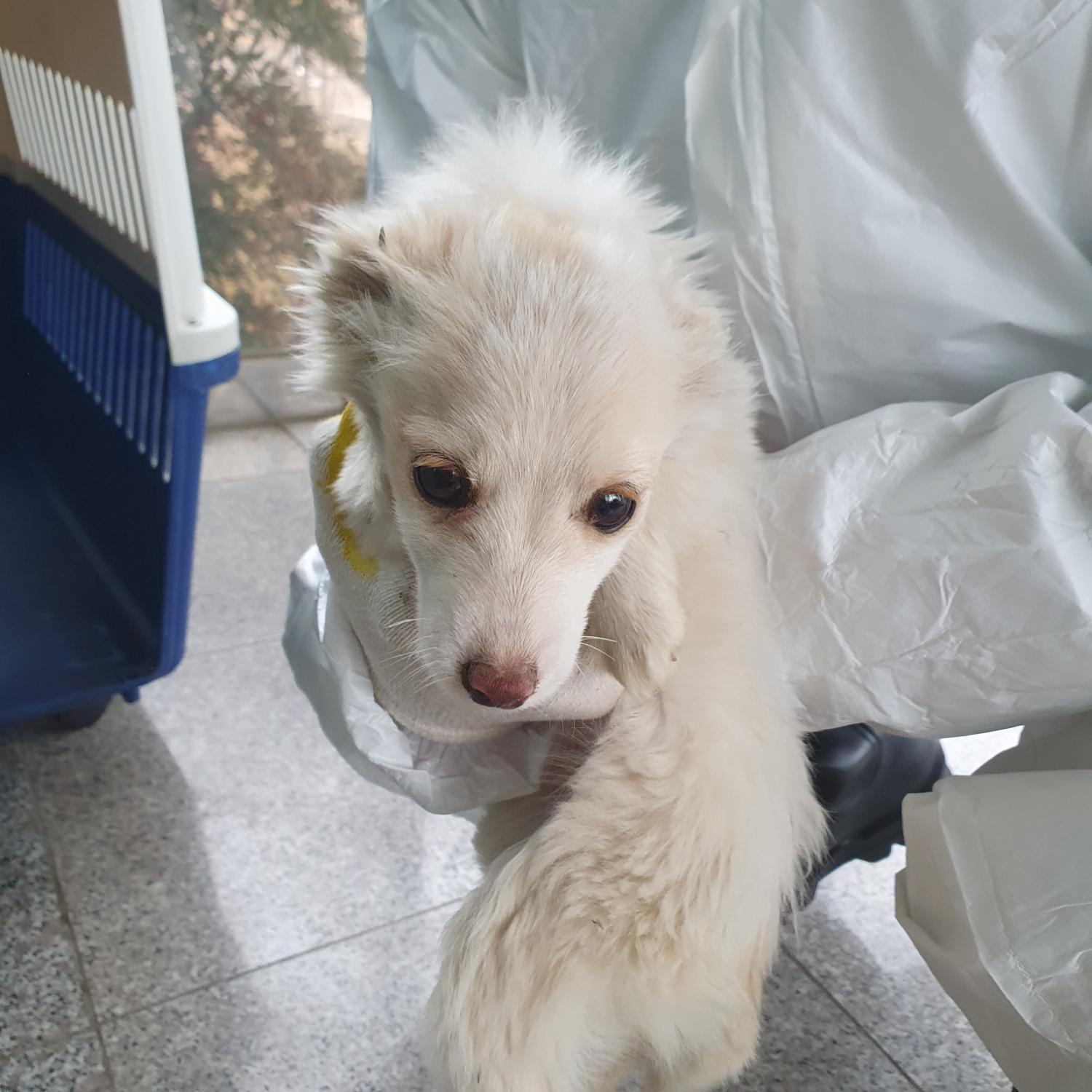 구미시 동물보호센터_447508202301032