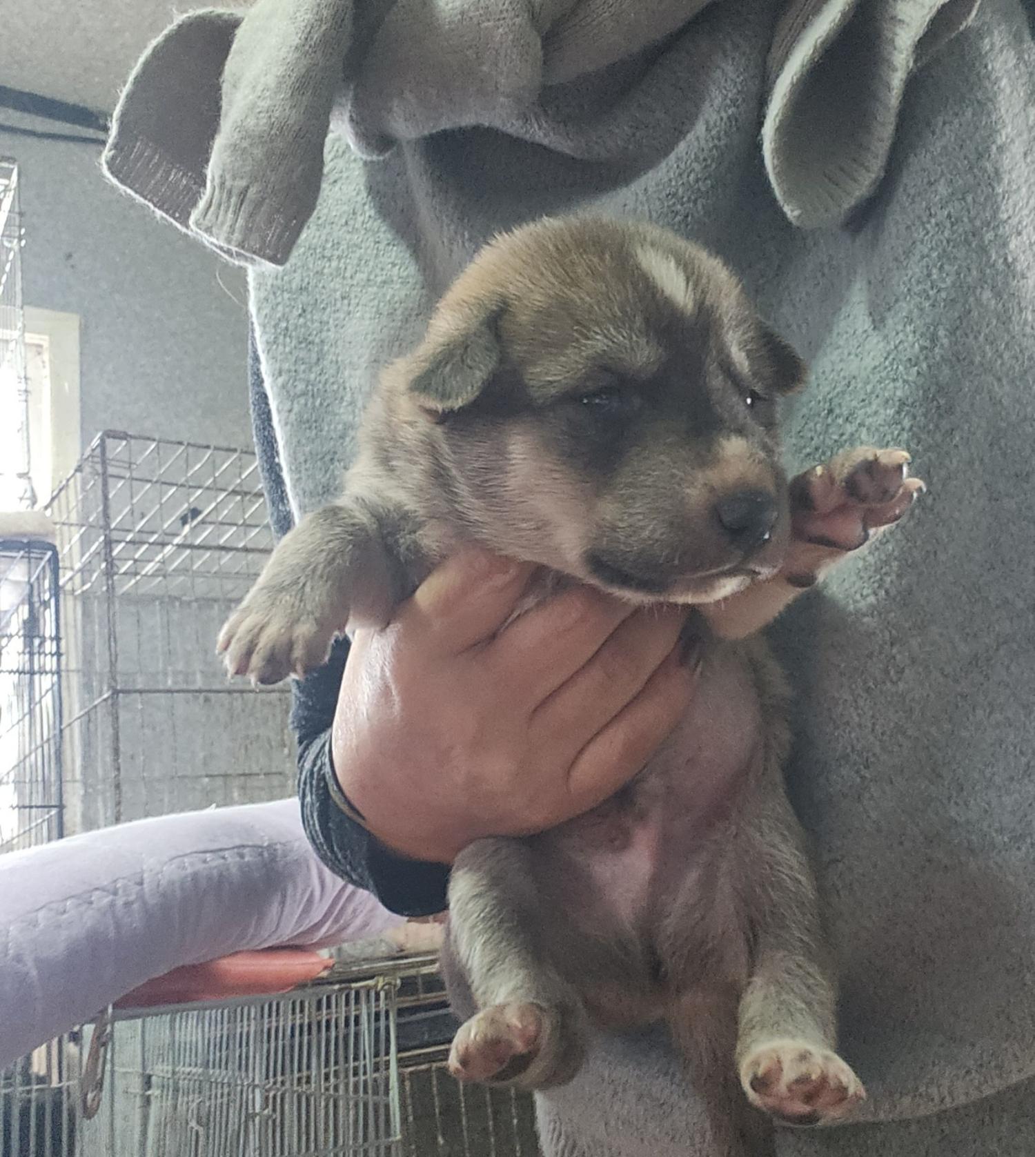 울산유기동물보호센터_431372202300789