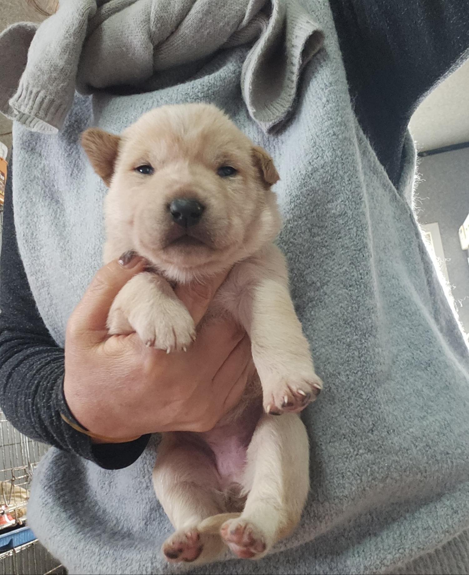 울산유기동물보호센터_431372202300792