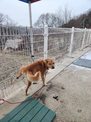 충주시동물보호센터_443439202300704