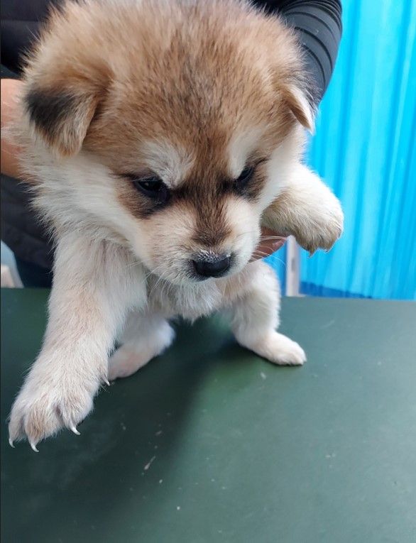 인월동물병원_445470202300987