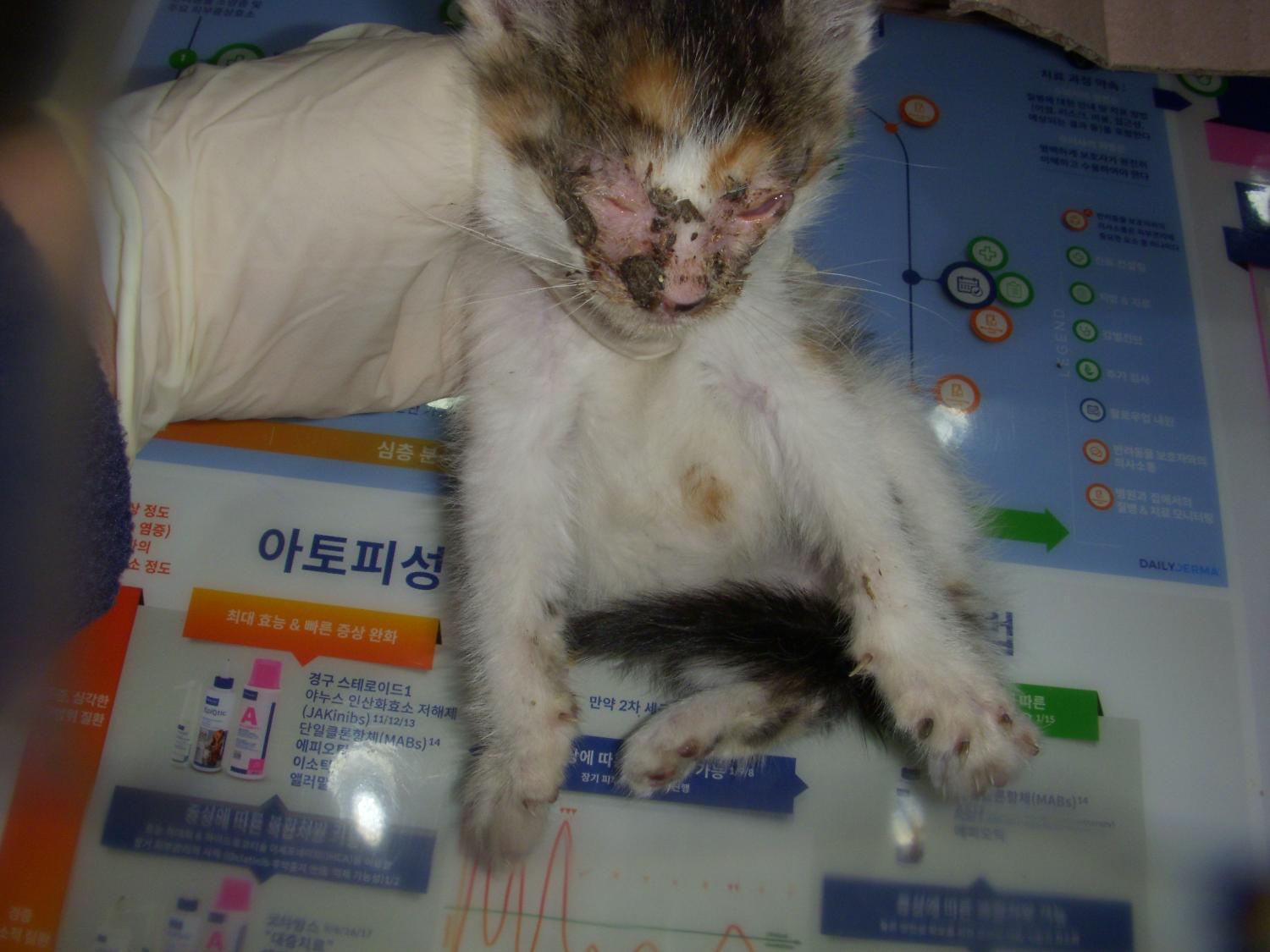 오산 유기동물보호소_441400202300908