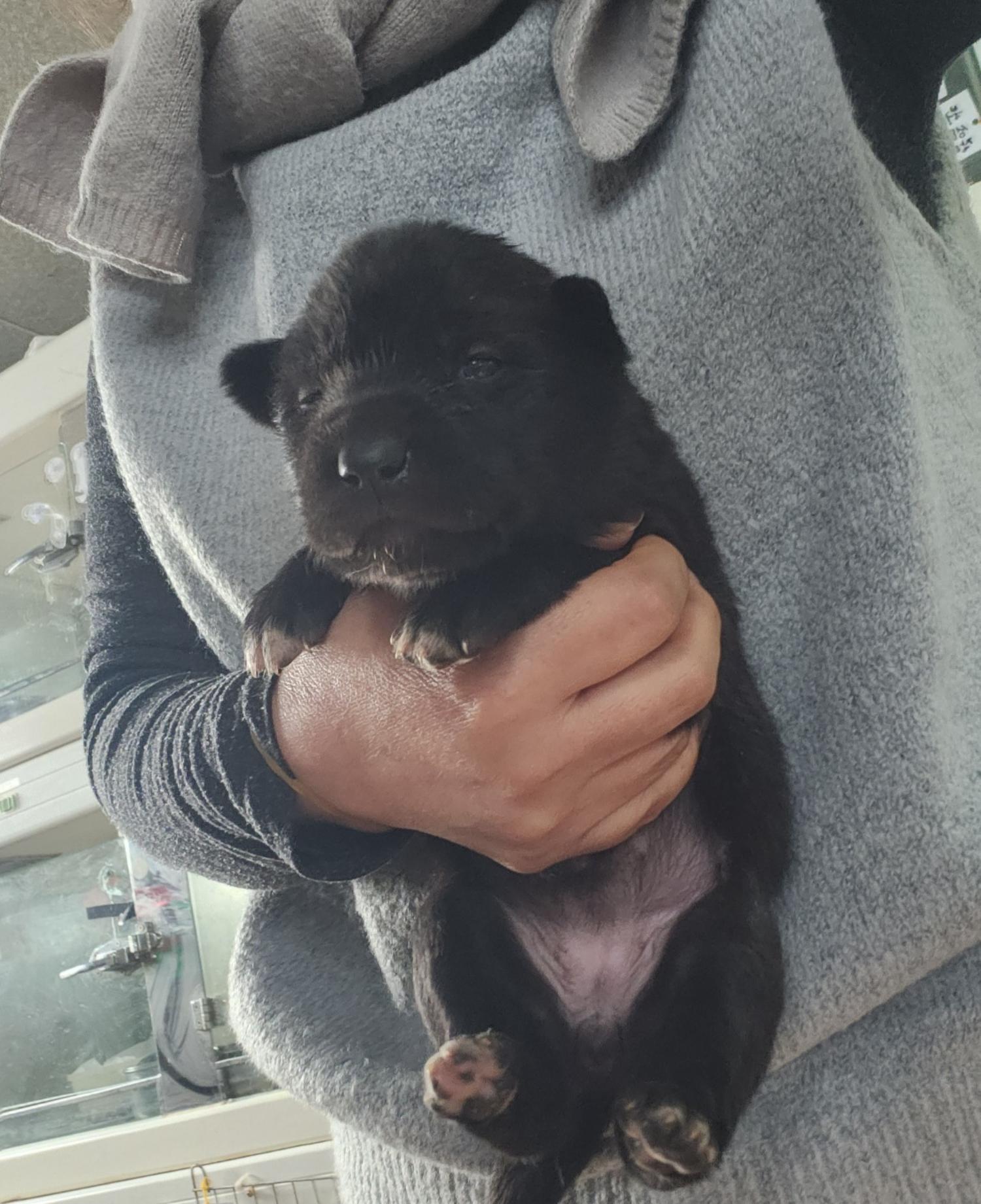 울산유기동물보호센터_431372202300796