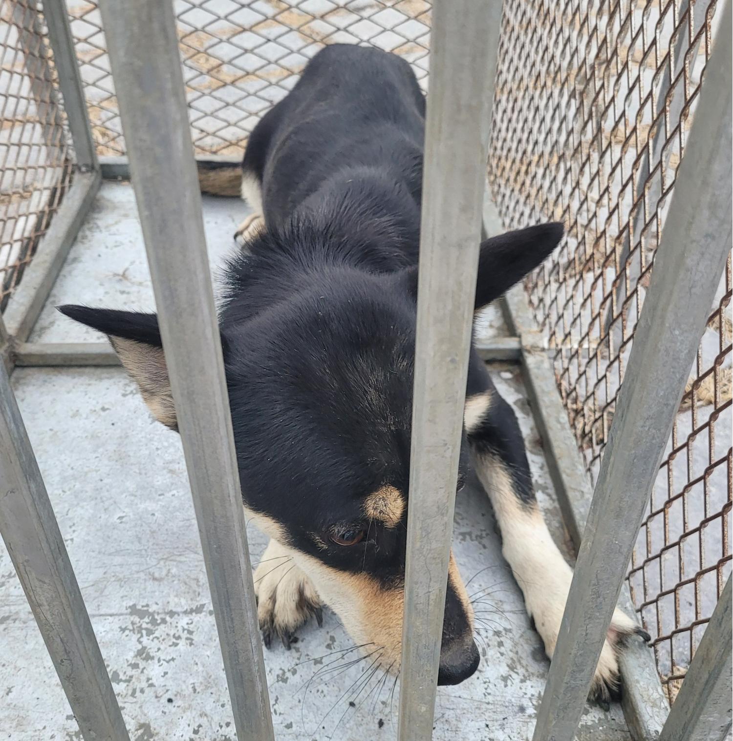 창녕 유기동물보호소_448541202301863