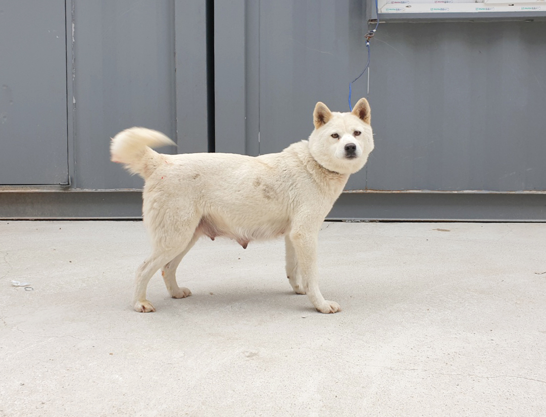 위더스 동물보호센터_441407202301696