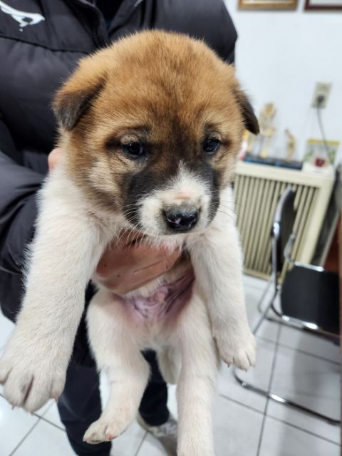 충주시동물보호센터_443439202300711