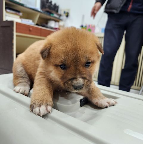 충주시동물보호센터_443439202300715