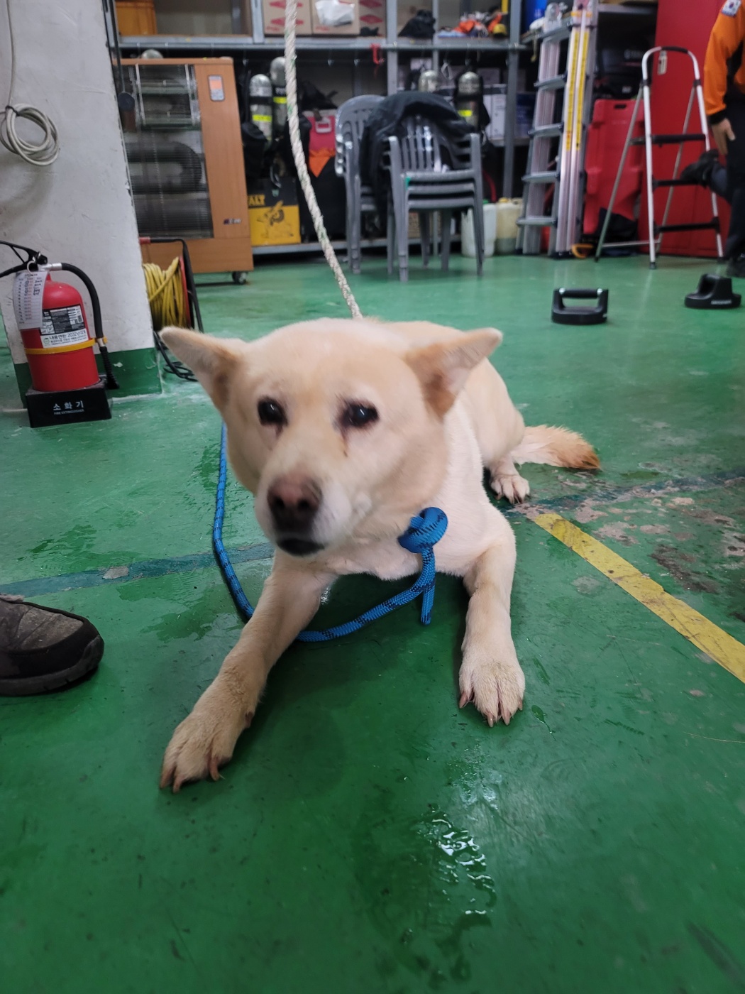 증평 가정견 훈련소_443445202300650