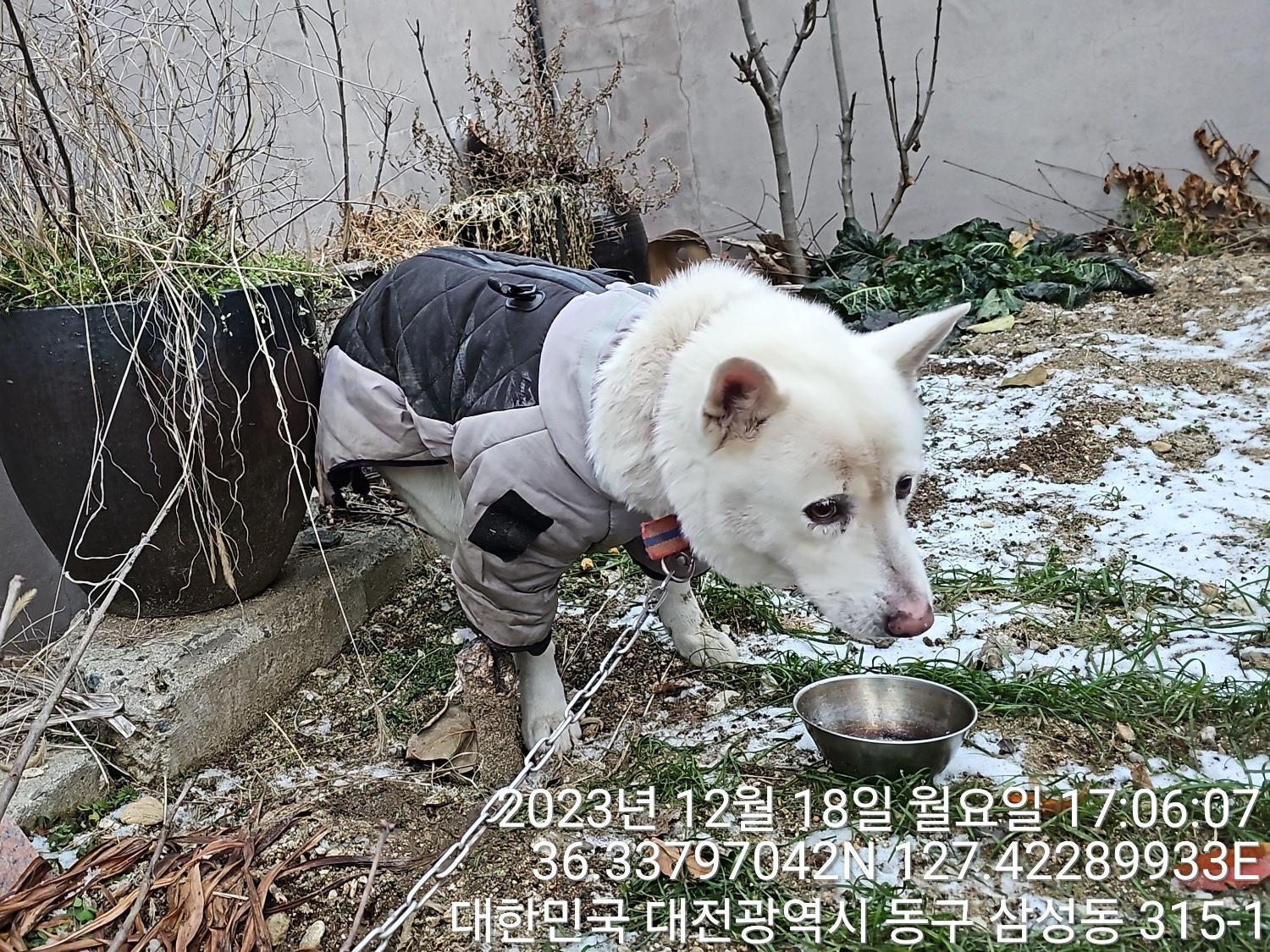 종료(반환) 진도견…
