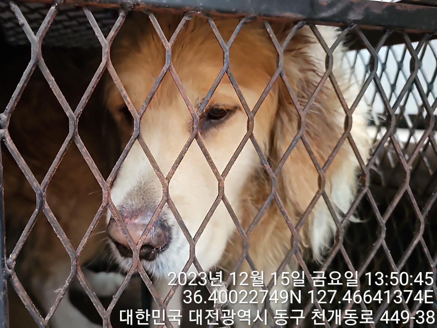 종료(입양) 골든 …