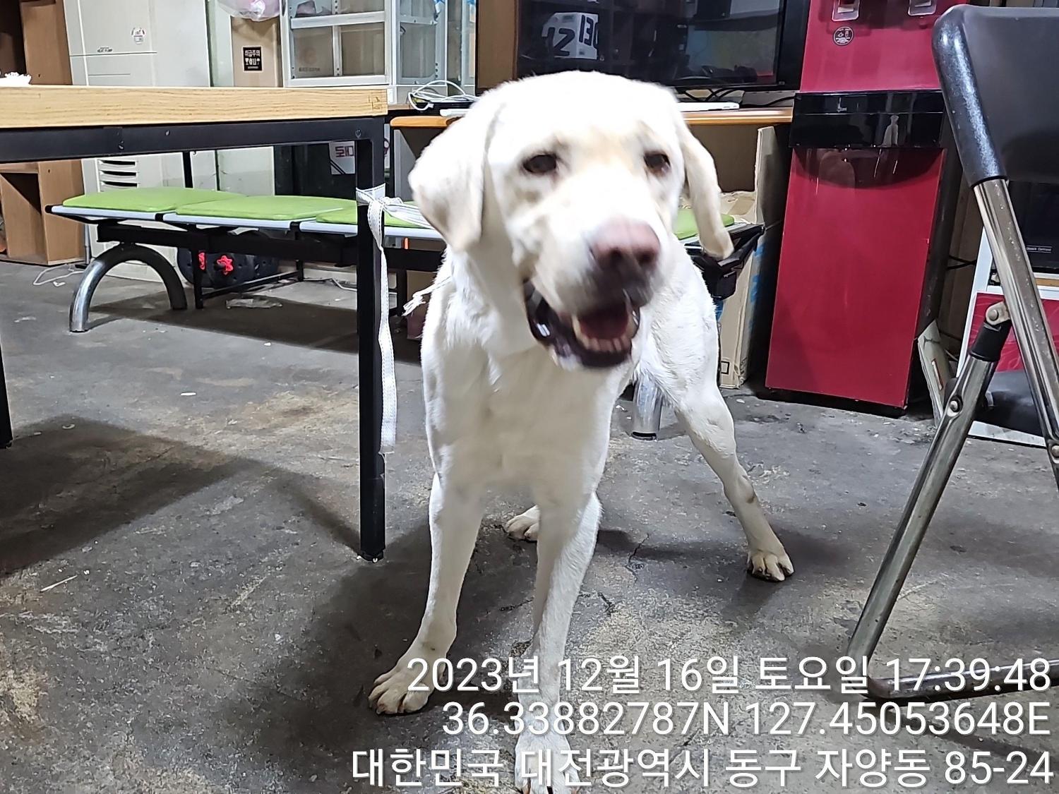 종료(반환) 골든 …