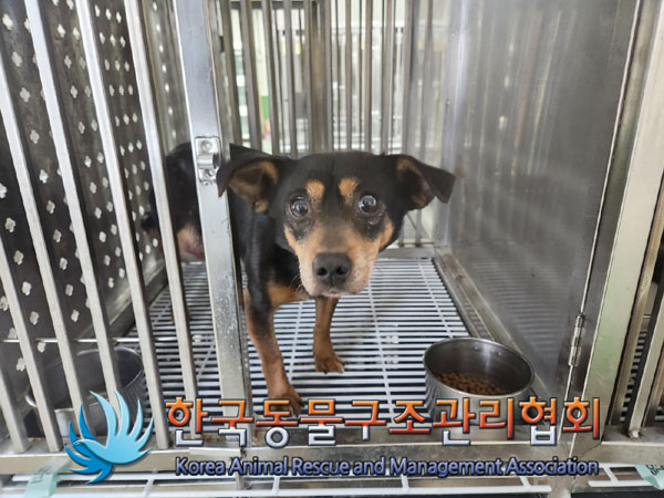 종료(반환) 믹스견…
