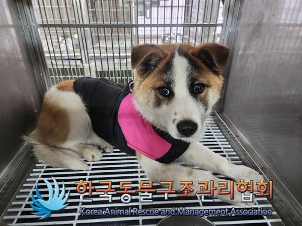 한국동물구조관리협회_441560202301958