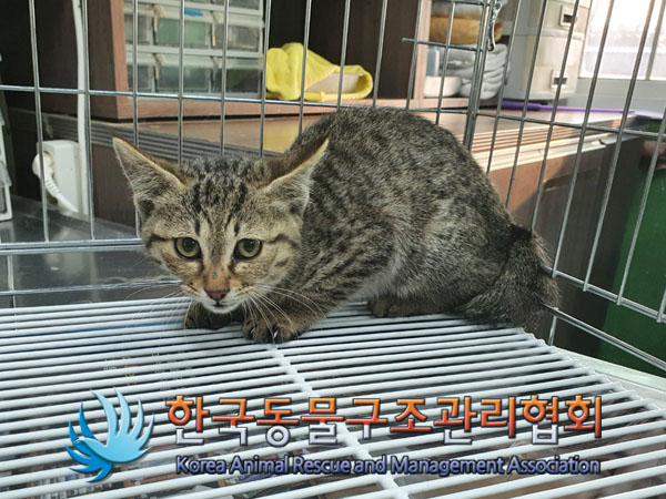 한국동물구조관리협회_411300202300533