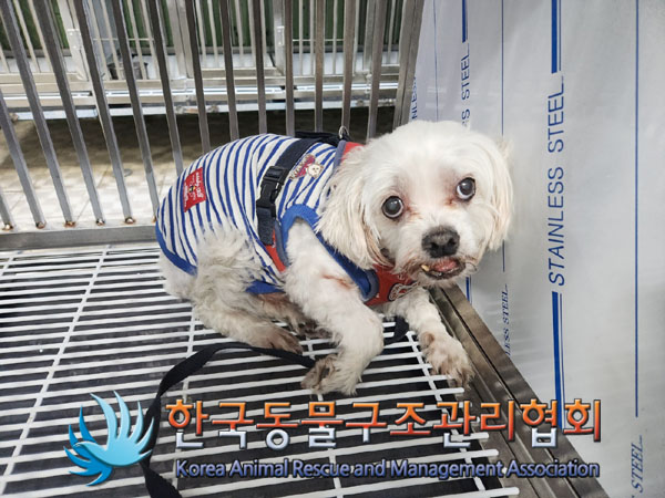 한국동물구조관리협회_411305202300818