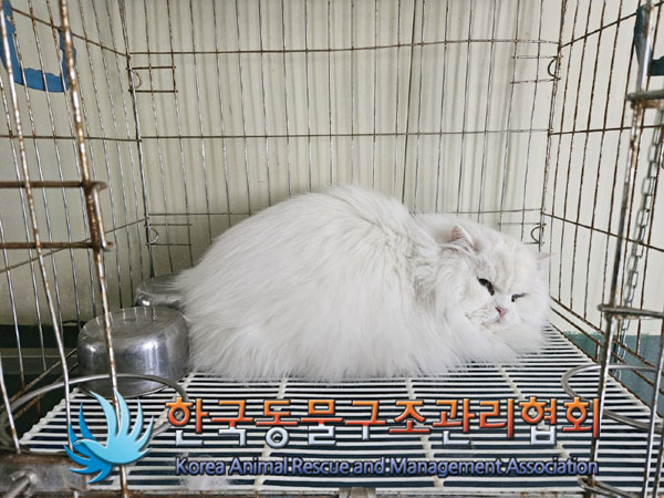 종료(입양) 페르시…